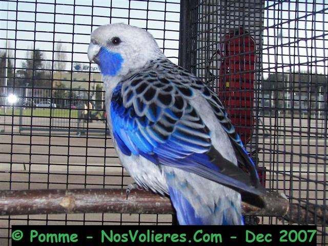 pennant bleu 93 pts (Small).JPG