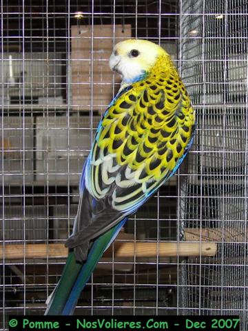 palliceps 92 pts (Small).JPG