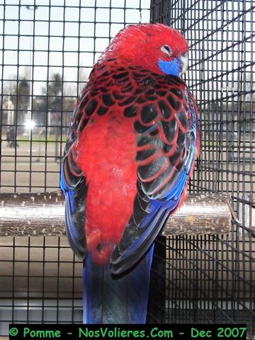 pennant TS 93 pts (Small).JPG