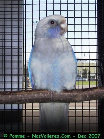 pennant sÃ©rie bleu 92 pts (Small).JPG