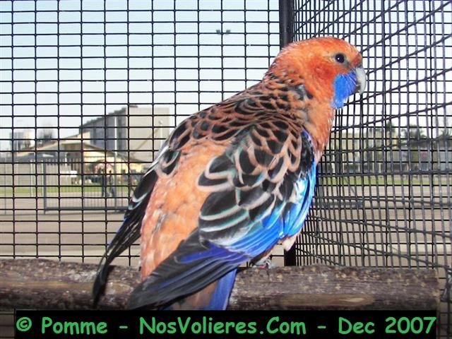 pennant orange 92 pts (Small).JPG