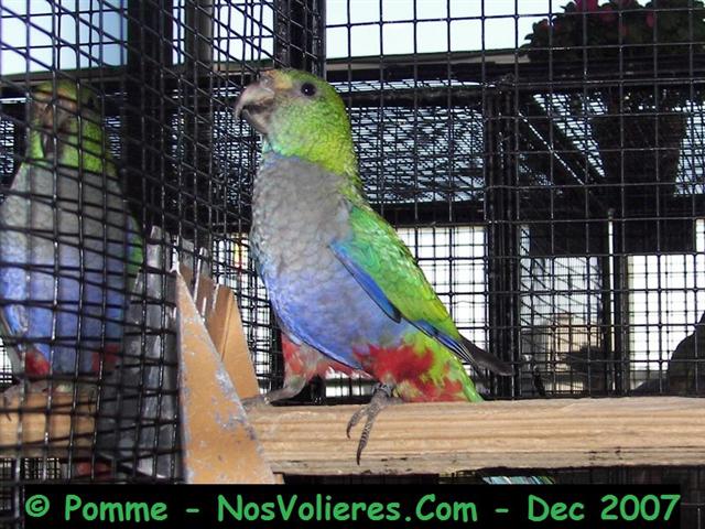 red capped 92 pts (Small).JPG