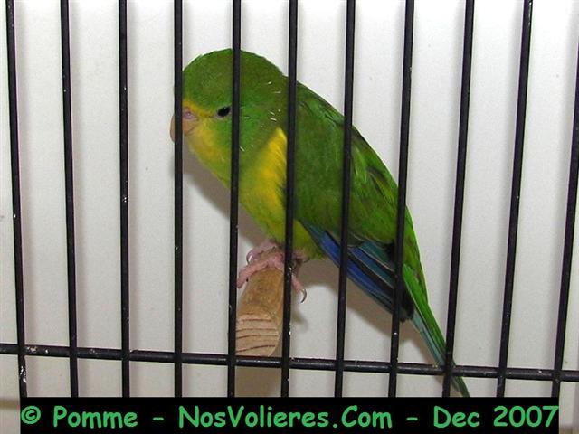 perruche des montagnes 91 pts (Small).JPG