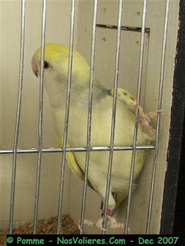 roseicollis turquoise (bleu masque blanc) panachÃ© dominant 91 pts (Small).JPG