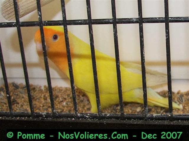 roseicollis lutino masque orange 93 pts (Small).JPG