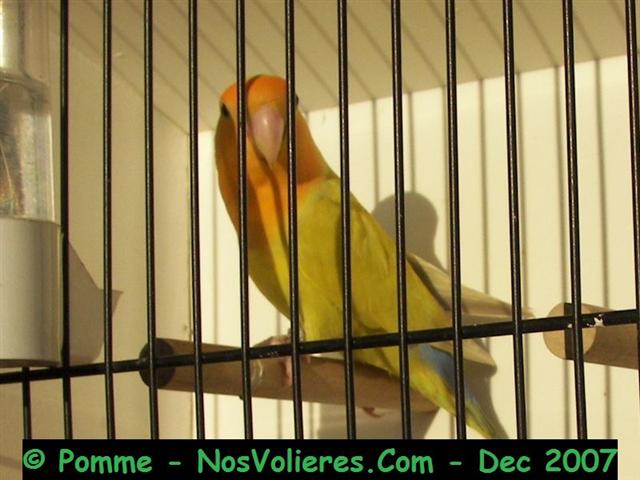 roseicollis vert masque orange pallid (isabelle) 92 pts (Small).JPG