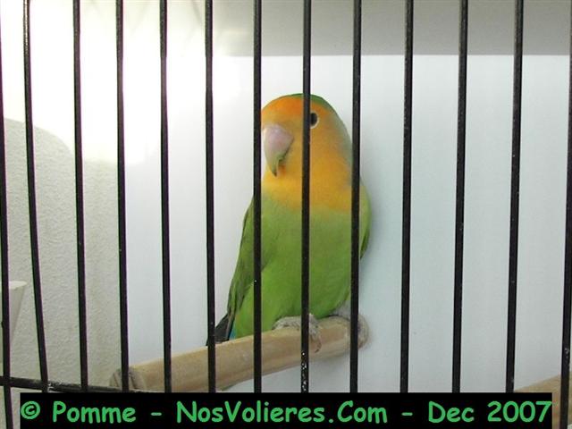 roseicollis vert masque orange 91 pts (Small).JPG