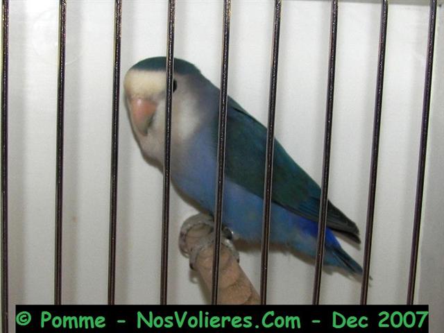 roseicollis turquoise masque blanc violet paire 89 pts (Small).JPG