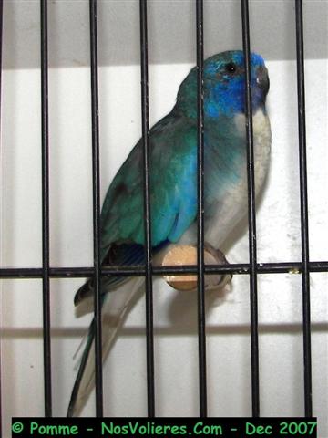 splendide bleu poit blenche M 89 pts 3eme (Small).JPG