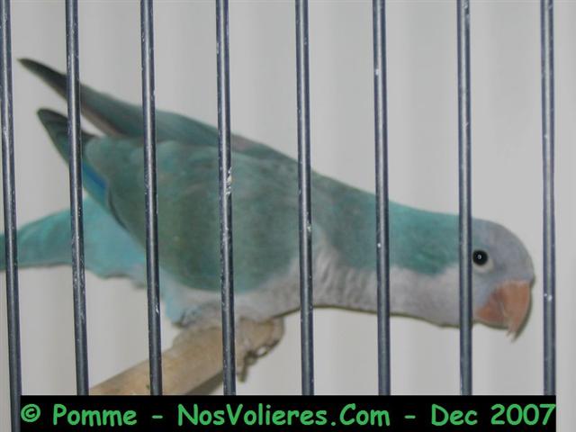 souris bleu 93 pts (Small).jpg