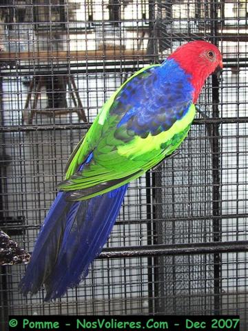 royale a aile verte TS 92 pts (Small).JPG