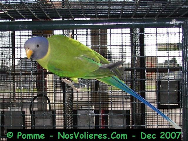 tete de prune 92 pts (Small).JPG