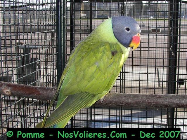 tete ardoisÃ© F 93 pts (Small).JPG