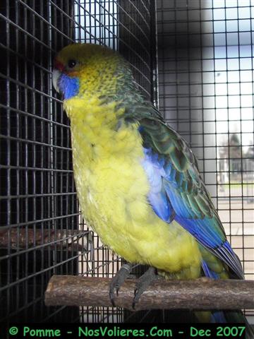 ventre jaune 92 pts (Small).JPG