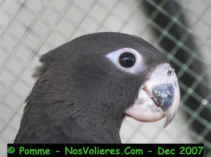 grd vasa 2(Small).JPG