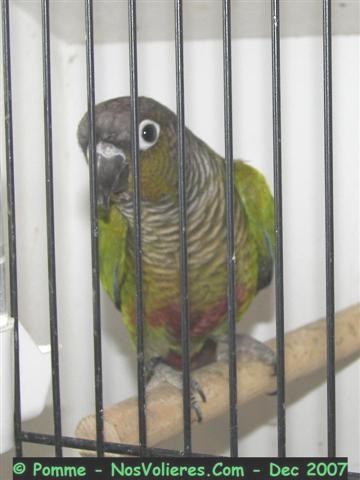 molinae 93 pts (Small).JPG