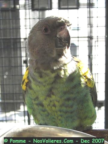 meyer 92 pts (Small).JPG