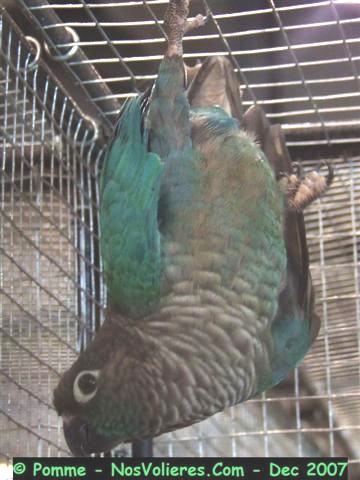 moli hypo bleu 92 pts (Small).JPG