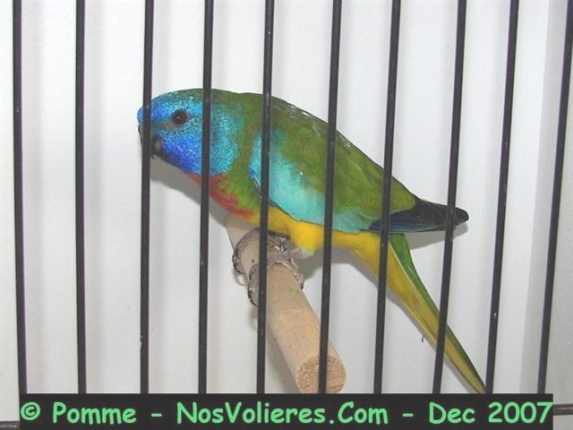 splendide normale M 93 pts (Small).JPG