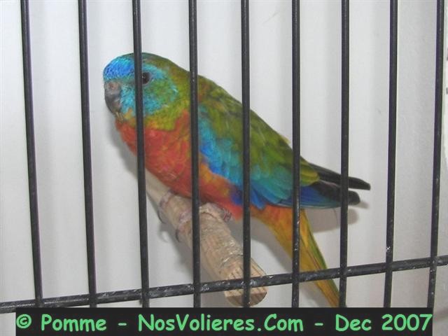 turquoisine opaline poit et ventre rouge M 91 pts (Small).JPG