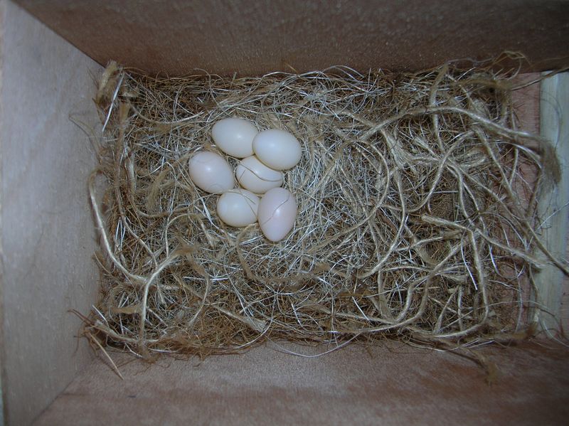 DSCN5826 [800x600].JPG