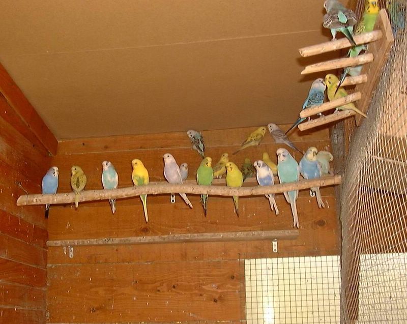 Perruche 14-2 [800x600].jpg