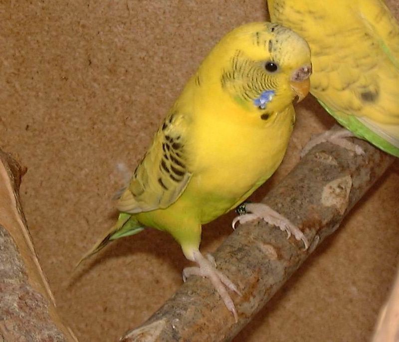 Agathe [800x600].jpg