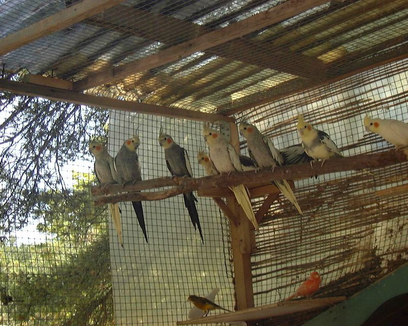 Perruche 34 [800x600].jpg