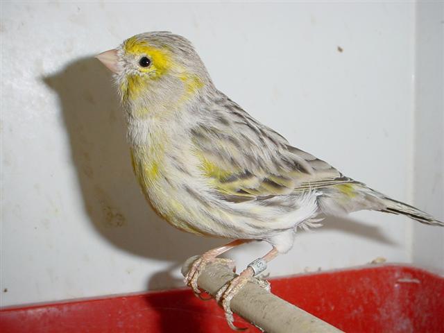 08MaleAgateMosaiqueJaune (Small).jpg