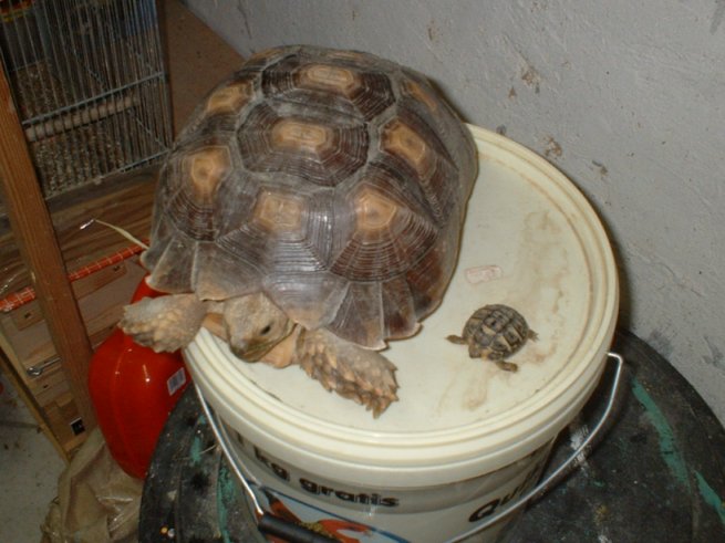 BB sulcata + herman.jpg