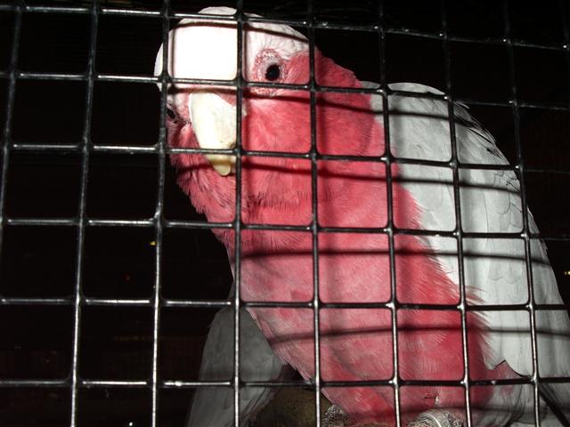 pontivy 2008 013 (Small).jpg