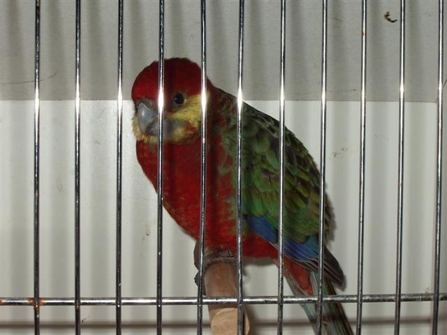 pontivy 2008 012 (Small).jpg