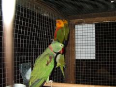 pontivy 2008 002 (WinCE).jpg