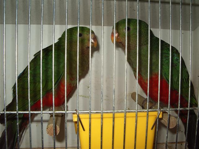 pontivy 2008 023 (Small).jpg