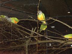 pontivy 2008 016 (WinCE).jpg