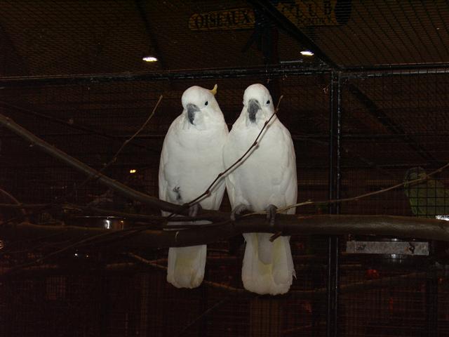 pontivy 2008 015 (Small).jpg