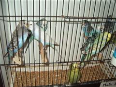 pontivy 2008 045 (WinCE).jpg