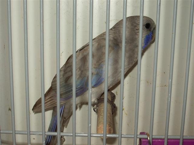 pontivy 2008 024 (Small).jpg