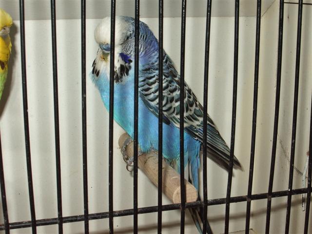 pontivy 2008 032 (Small).jpg