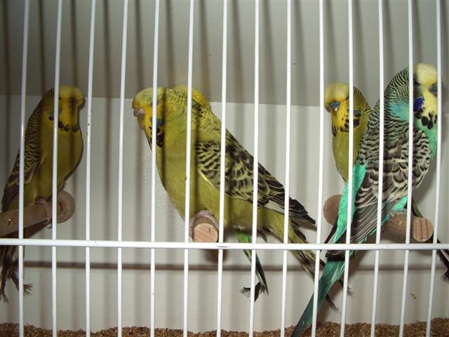 pontivy 2008 027 (Small).jpg