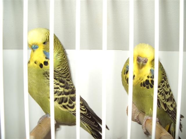 pontivy 2008 028 (Small).jpg