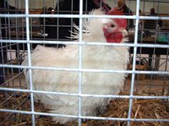 pontivy 2008 069 (WinCE).jpg