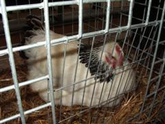 pontivy 2008 067 (WinCE).jpg