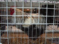 pontivy 2008 066 (WinCE).jpg