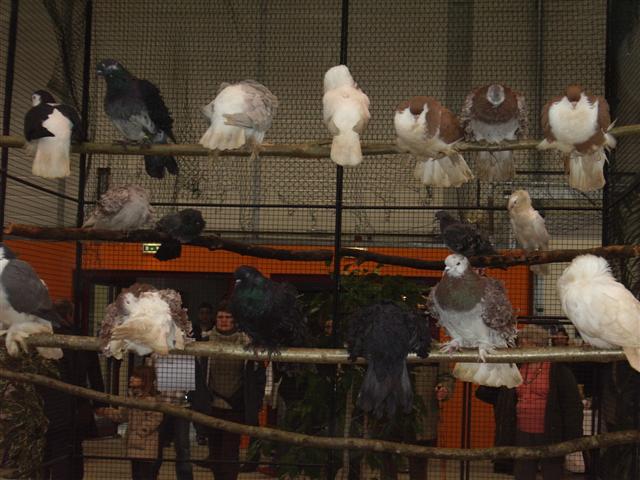 pontivy 2008 089 (Small).jpg