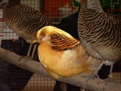 pontivy 2008 083 (WinCE).jpg