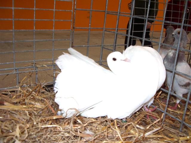 pontivy 2008 072 (Small).jpg