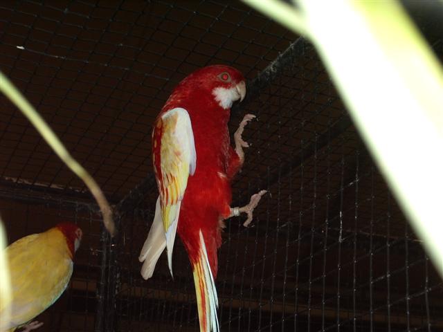 pontivy 2008 059 (Small).jpg