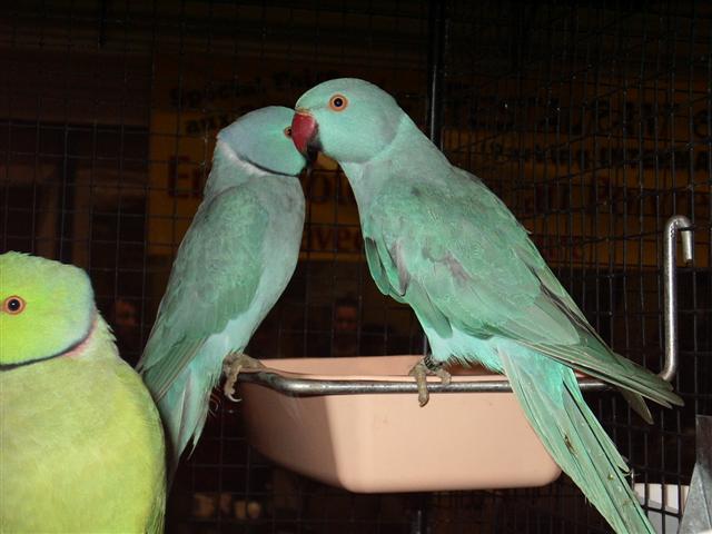 pontivy 2008 056 (Small).jpg