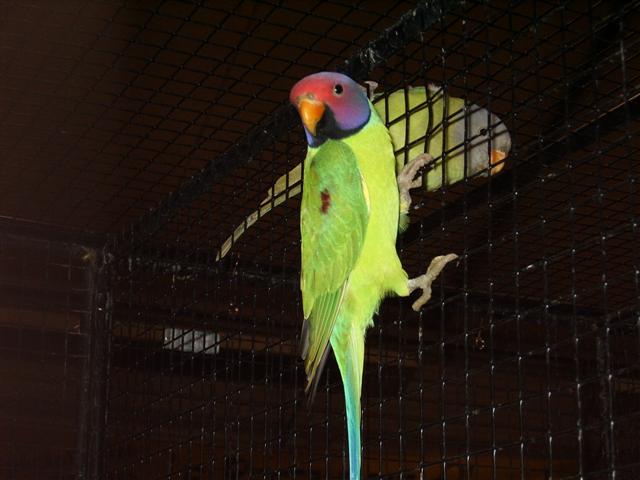 pontivy 2008 055 (Small).jpg